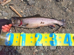 ブルックトラウトの釣果