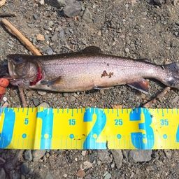 ブルックトラウト