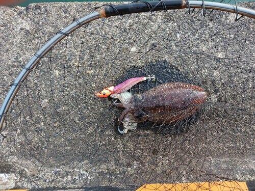 モンゴウイカの釣果