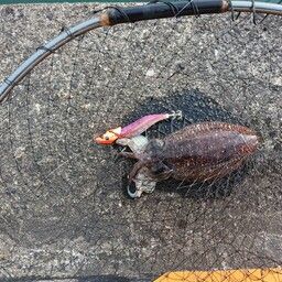モンゴウイカ