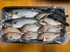 ヒラマサの釣果