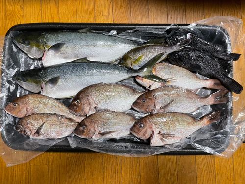 ヒラマサの釣果