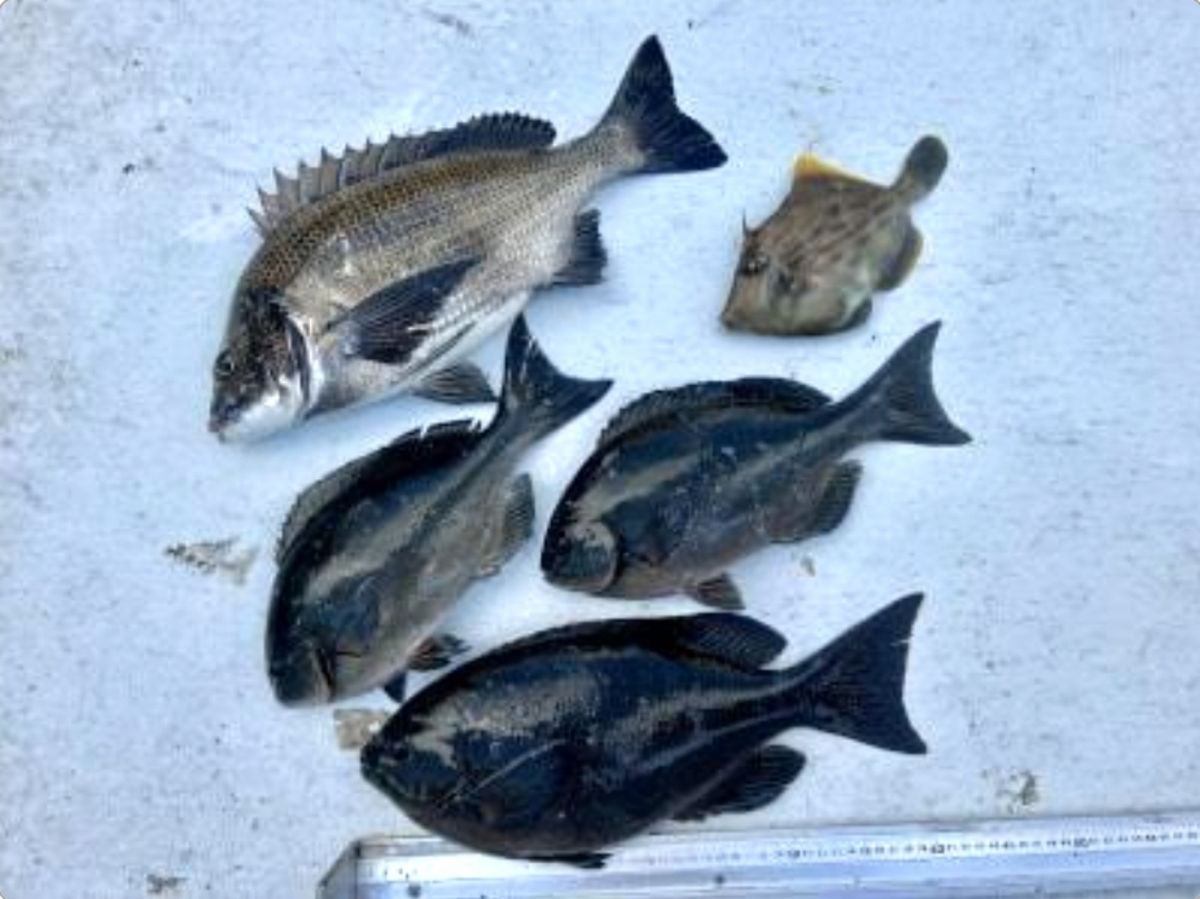 セノーさんの釣果 1枚目の画像