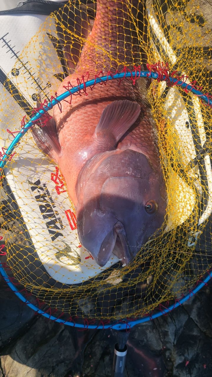 セノーさんの釣果 2枚目の画像