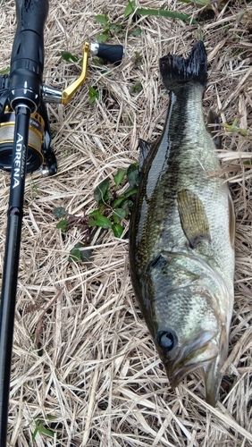 ラージマウスバスの釣果