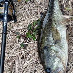 ラージマウスバス