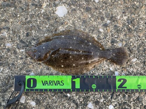 ソゲの釣果