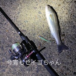 セイゴ（マルスズキ）