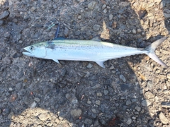サゴシの釣果