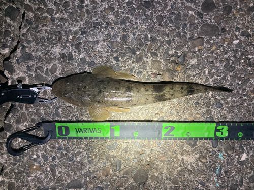 マゴチの釣果