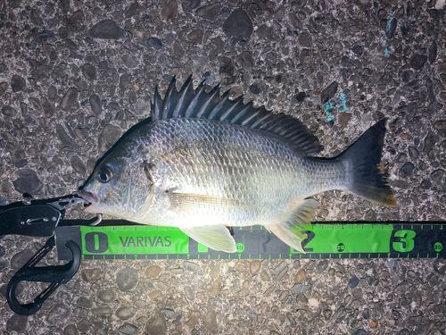 キビレの釣果
