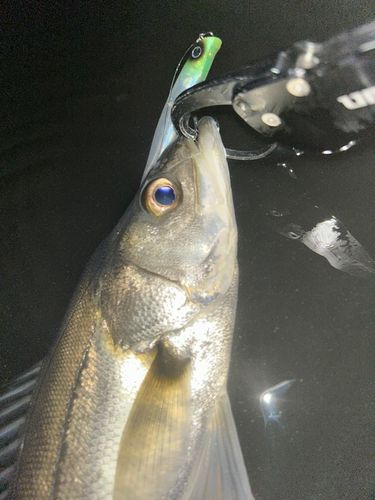 セイゴ（マルスズキ）の釣果