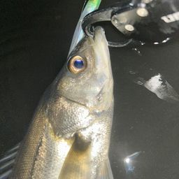 セイゴ（マルスズキ）