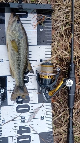 ラージマウスバスの釣果