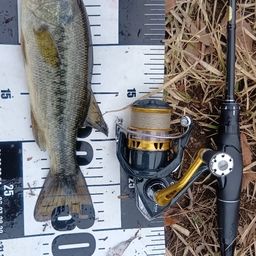 ラージマウスバス