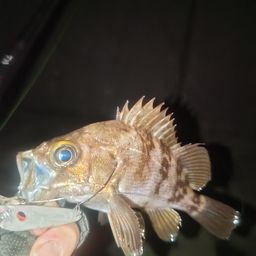 メバル