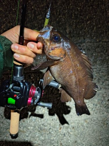 メバルの釣果
