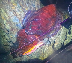 コブシメの釣果