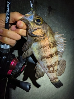 メバルの釣果