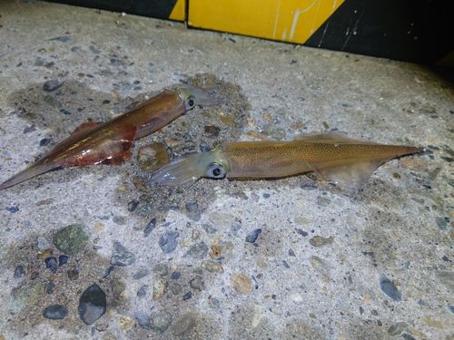 ヤリイカの釣果