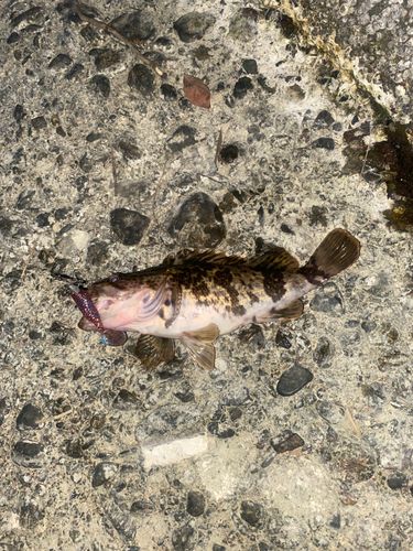 タケノコメバルの釣果