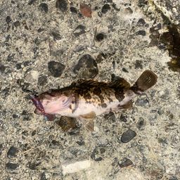 タケノコメバル