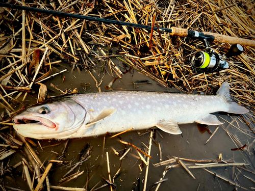 アメマスの釣果