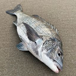 クロダイ