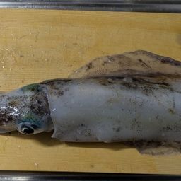 アオリイカ
