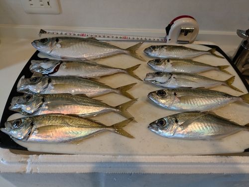 アジの釣果