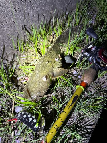 ナマズの釣果