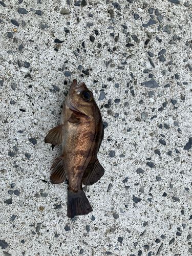 メバルの釣果