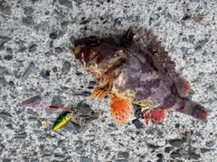 釣果
