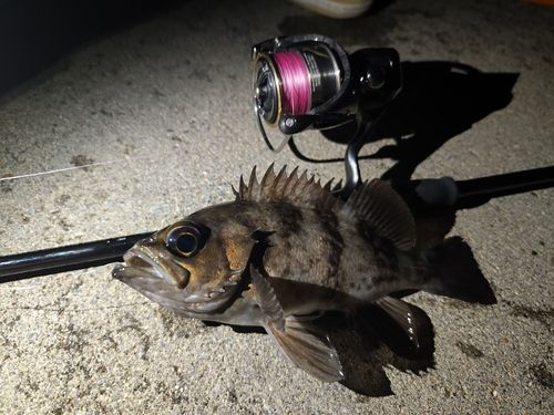 シロメバルの釣果