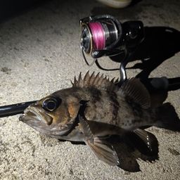 シロメバル