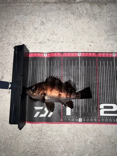 シロメバルの釣果