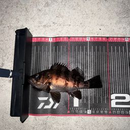 シロメバル