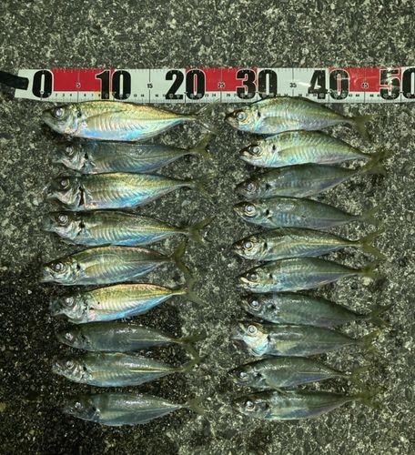 マアジの釣果