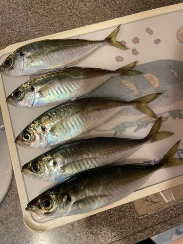 アジの釣果