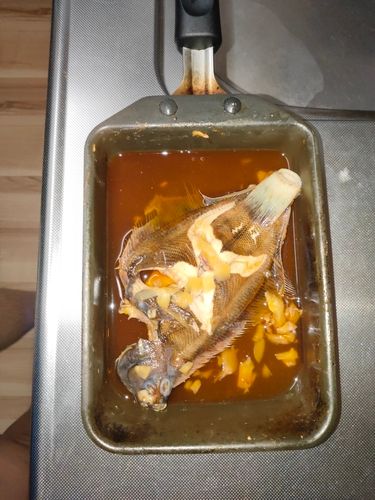 カレイの釣果