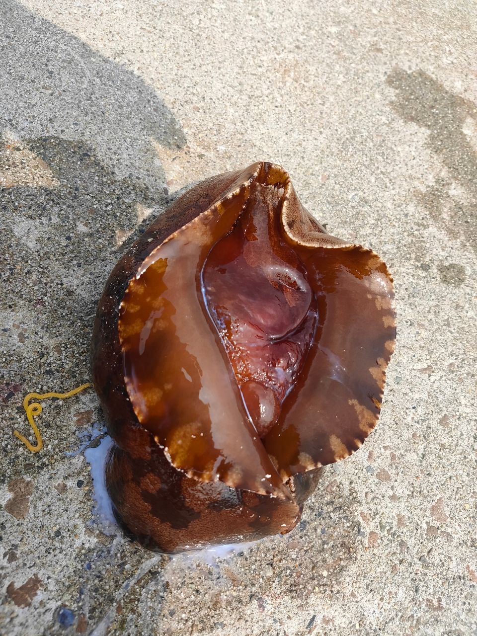 カレイ