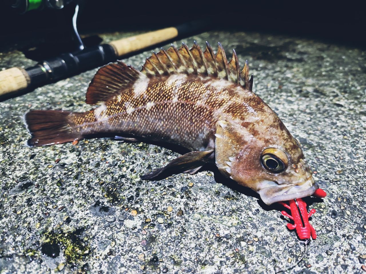 AbuGarcia ソルティーステージ・ロックフィッシュ SXRS-862MH-LA