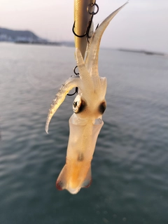 ヒイカの釣果