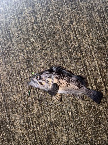 クロソイの釣果