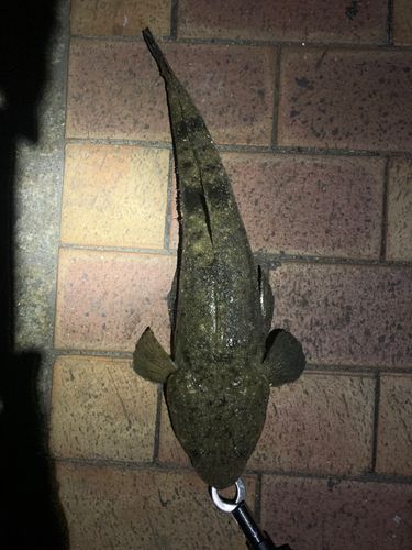コチの釣果