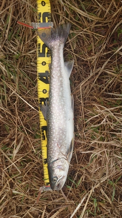 アメマスの釣果