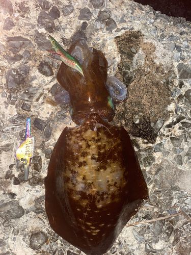 アオリイカの釣果