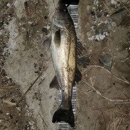 シーバス