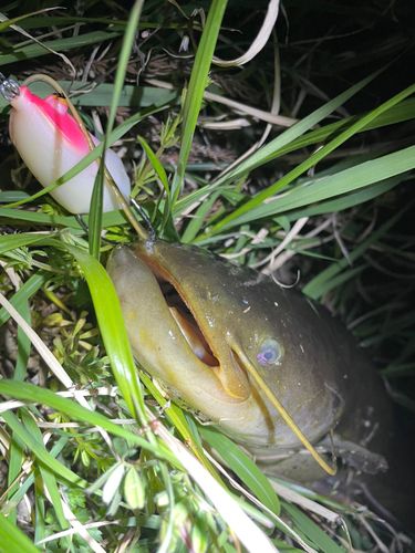 ナマズの釣果