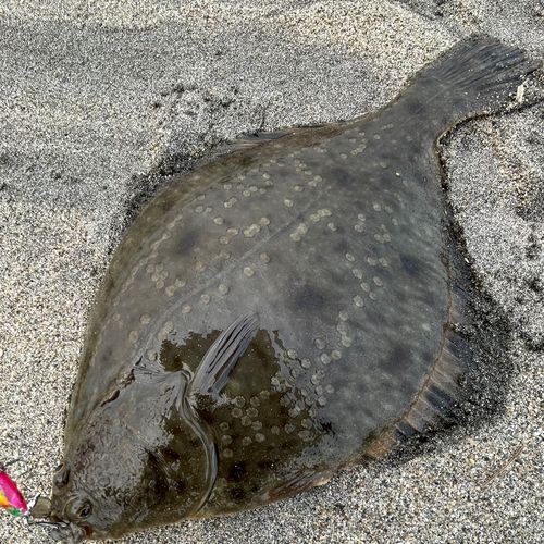 ヌマガレイの釣果